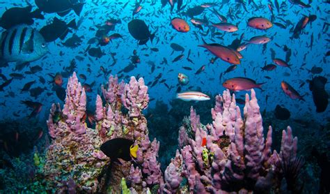 Oceans in Balance. Marine biodiversity is essential and… | by Steven T. Jones | Center for ...