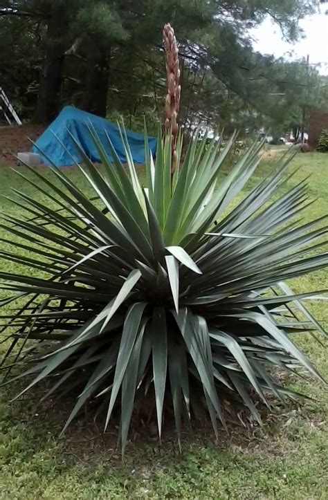 Yucca Plant Varieties: Common Types Of Yucca Plants | Yucca plant ...