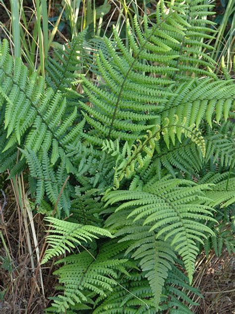 For Shade | Dryopteris Affinis - The Beth Chatto Gardens