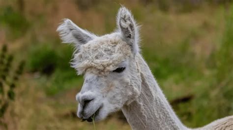 380+ Catchy Alpaca Names [Fun & Meaningful Ideas]