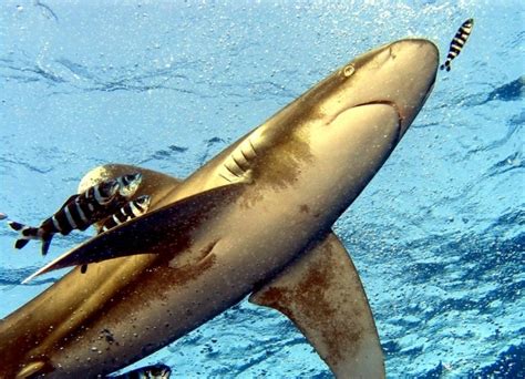 Oceanic Whitetip Shark – "OCEAN TREASURES" Memorial Library