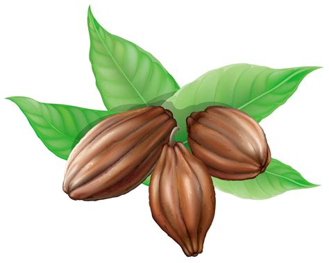 Cacao beans clipart 20 free Cliparts | Download images on Clipground 2024