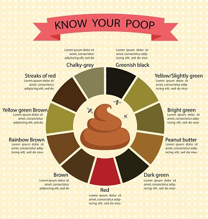 poop stool color changes color chart and meaning healthy concept stock - baby poop colors chart ...