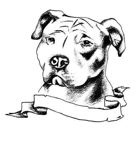 Drawing Pictures Of Pitbulls at GetDrawings | Free download