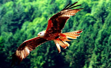 Red Kite Bird Of Prey Hd Wallpaper | Free High Definition Wallpapers