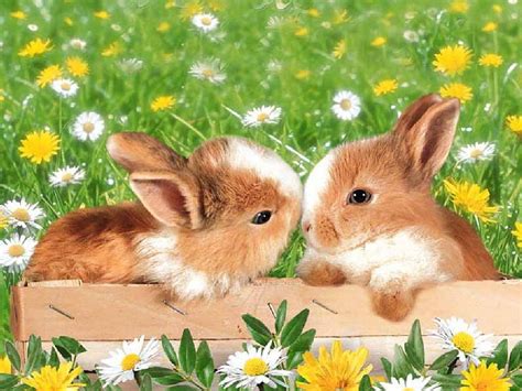 Flora and fauna, bunny, kiss, nature, flower HD wallpaper | Pxfuel