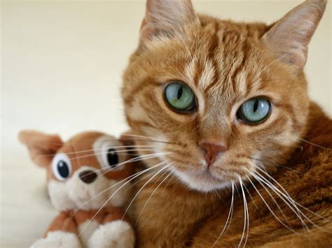 Free Images : animal, kitten, feline, close up, nose, whiskers, vertebrate, cat face, red cat ...