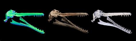 Rare dolphin fossil might show why dolphins left rivers