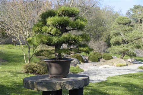 How to Grow and Care for Japanese Black Pine