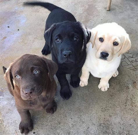 Cute Trio 😍 : r/aww