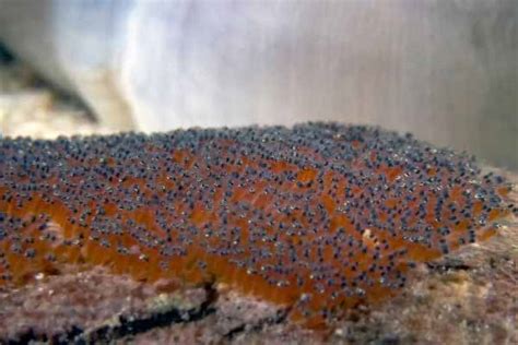 Definitive guide to breeding clownfish: how to, hatching eggs & more