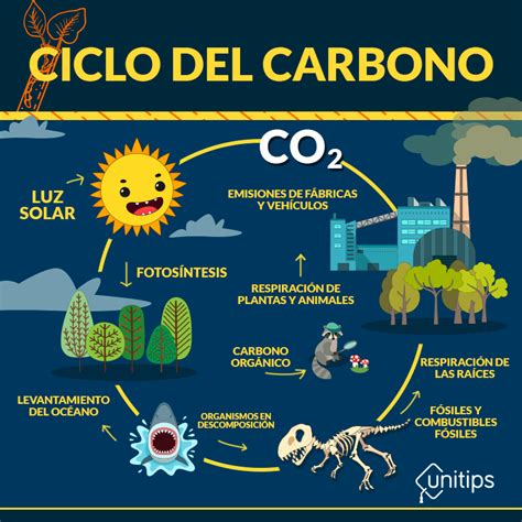 Importancia De Los Ciclos De La Materia - Material Colección