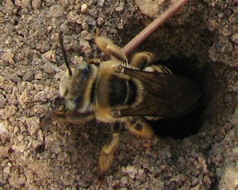 ID for ground-nesting bees? - Melissodes - BugGuide.Net