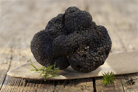 French black truffle Stock Photo 03 free download