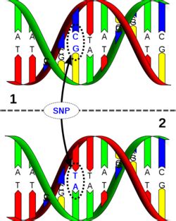 Single-nucleotide polymorphism - ISOGG Wiki