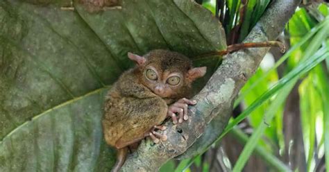 Facts about Tarsier - AnimalBehaviorCorner