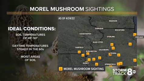 Mushroom season 2022: Tips to find more morels in the Quad Cities | wqad.com