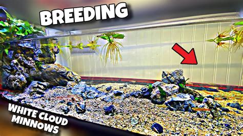 Breeding White Cloud Minnows (Aquascape!) - YouTube