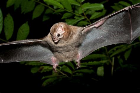 Ideas, Inventions And Innovations : Vampire Bats Diet of Blood Only ...