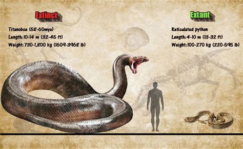 Extinct Titanoboa vs. Modern Python in 2023 | Prehistoric wildlife, Megafauna, Extinct animals