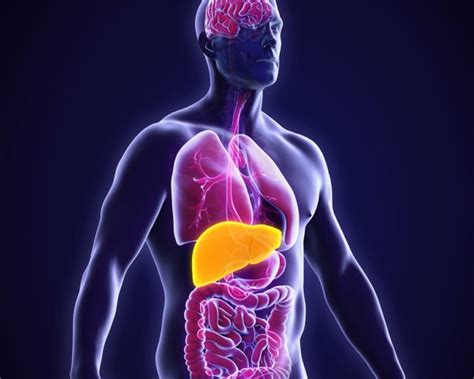 Liver Health 101: What Your Liver Does, Why It’s Important, and How to Tell if it’s Suffering ...