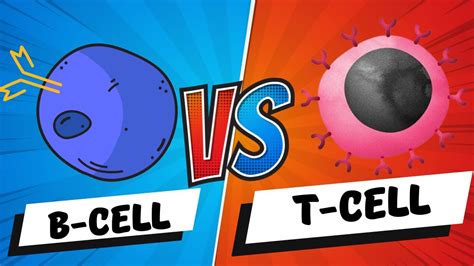 B Cells vs T Cells | B Lymphocytes vs T Lymphocytes - Adaptive Immunity - Mechanism - YouTube