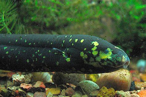 Lungfish: Characteristics, distribution, types and more