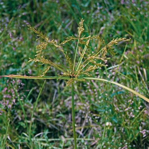 Yellow Nutsedge · Shades of Green Lawn & Landscape