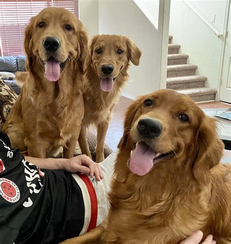 Our happy golden family : r/pics