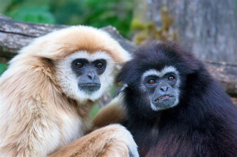 12 - Primate. Simio. | Gibbon, Animal adaptations, Animal facts