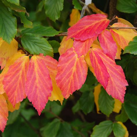 Parrotia persica Vanessa - Art's Nursery