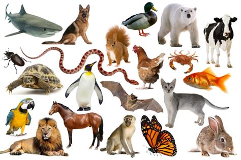 Spanish Animals Quiz - MeaningKosh