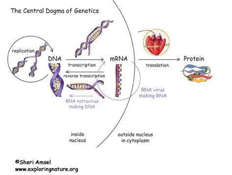 The Central Dogma of Genetics