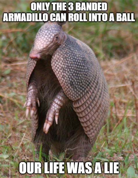 armadillo Memes & GIFs - Imgflip