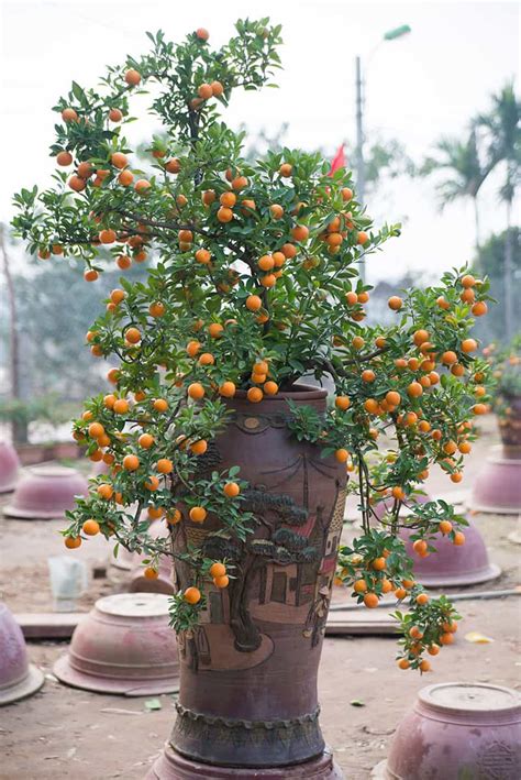 Growing Kumquats: Best Varieties, Planting, Care, Problems and Harvest