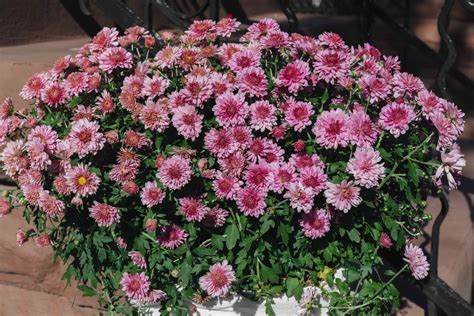 Hardy Chrysanthemums (Garden Mums): Plant Care & Growing Guide