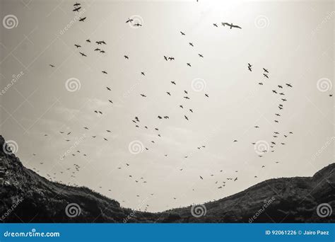 Community of Guano Birds in the Ballestas Islands Off the Coast of Peru ...