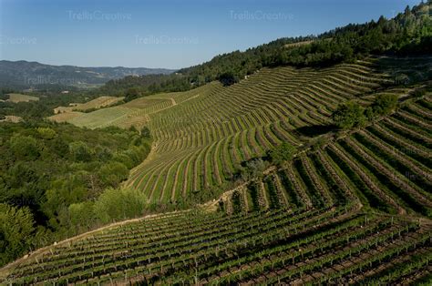 Image: Aerial view of steep hillside vineyards in the Diamond Mountain appellation in Napa ...