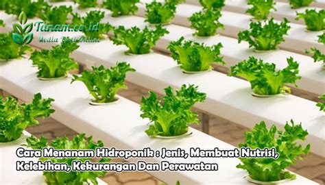 Cara Menanam Hidroponik : Jenis, Membuat Nutrisi, Kelebihan,