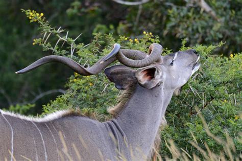 Kudu Habitat - Mammals - South Africa