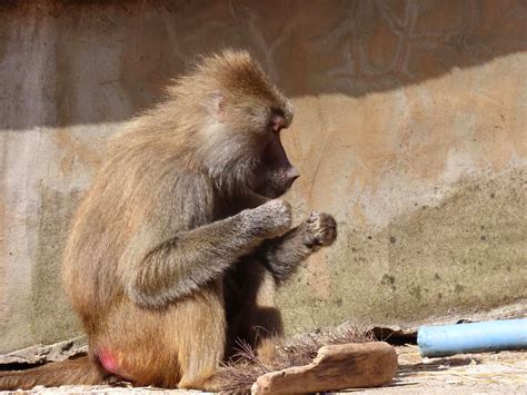 Zoo baboons take dental care seriously - We Are South Devon