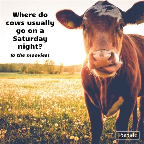 Get Ready to Be A-MOOOO-sed! These 101 Cow Jokes Are Udderly Hilarious ...