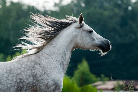 Medieval War Horse Breeds | Love the Energy