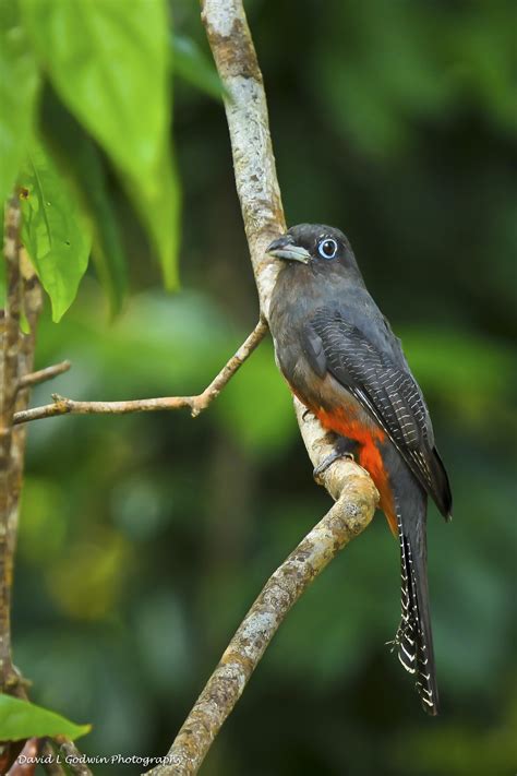 Female Trogon - David L Godwin Photography