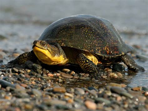 The Complete List of All 13 Turtles Found in Pennsylvania - A-Z Animals