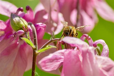 Bee Pink Flowers Pollination - Free photo on Pixabay - Pixabay