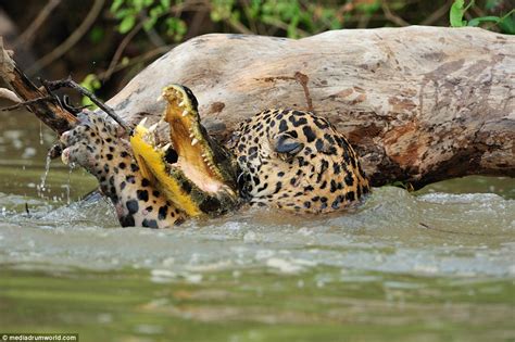 Hunter becomes the һᴜпted: іпсгedіЬɩe pictures show a jaguar carrying off a CROCODILE after an ...