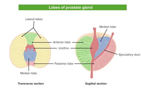 Prostate, Seminal, and Bulbourethral Glands: Anatomy | Concise Medical Knowledge