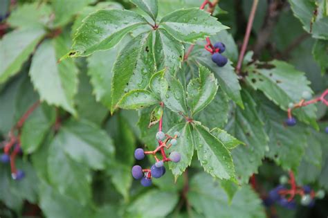 Isabella Conservation District Environmental Education Program: Fresh Fruits of Island Park ...