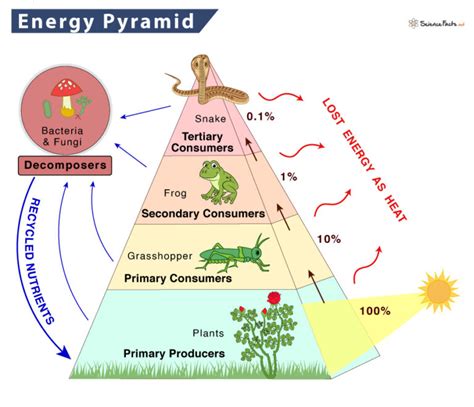 Energy Pyramid – Definition, Trophic Levels, and Example